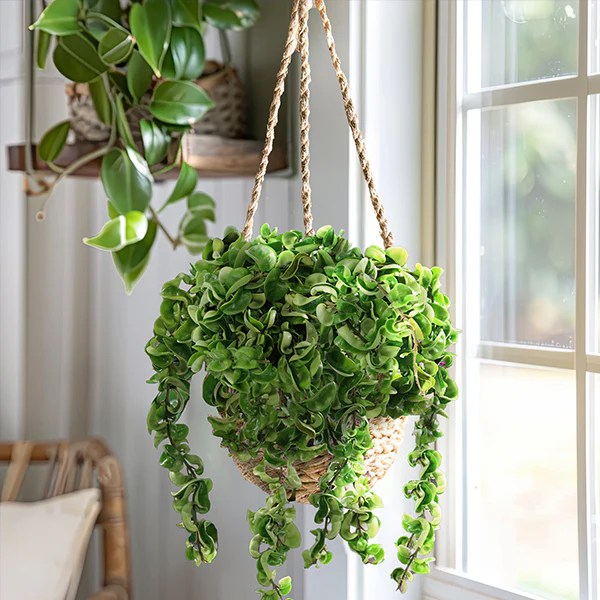 Hoya Hindu Rope