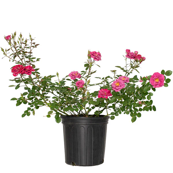 Rose Lavender Jewel