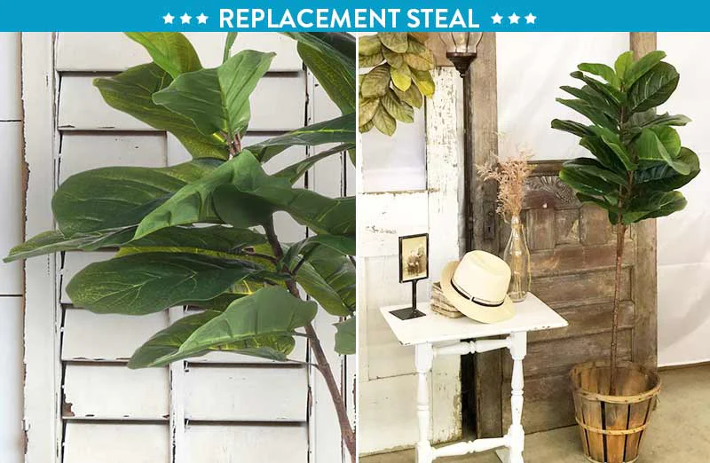 *HUUUGE*  Fiddle-Leaf Fig Tree