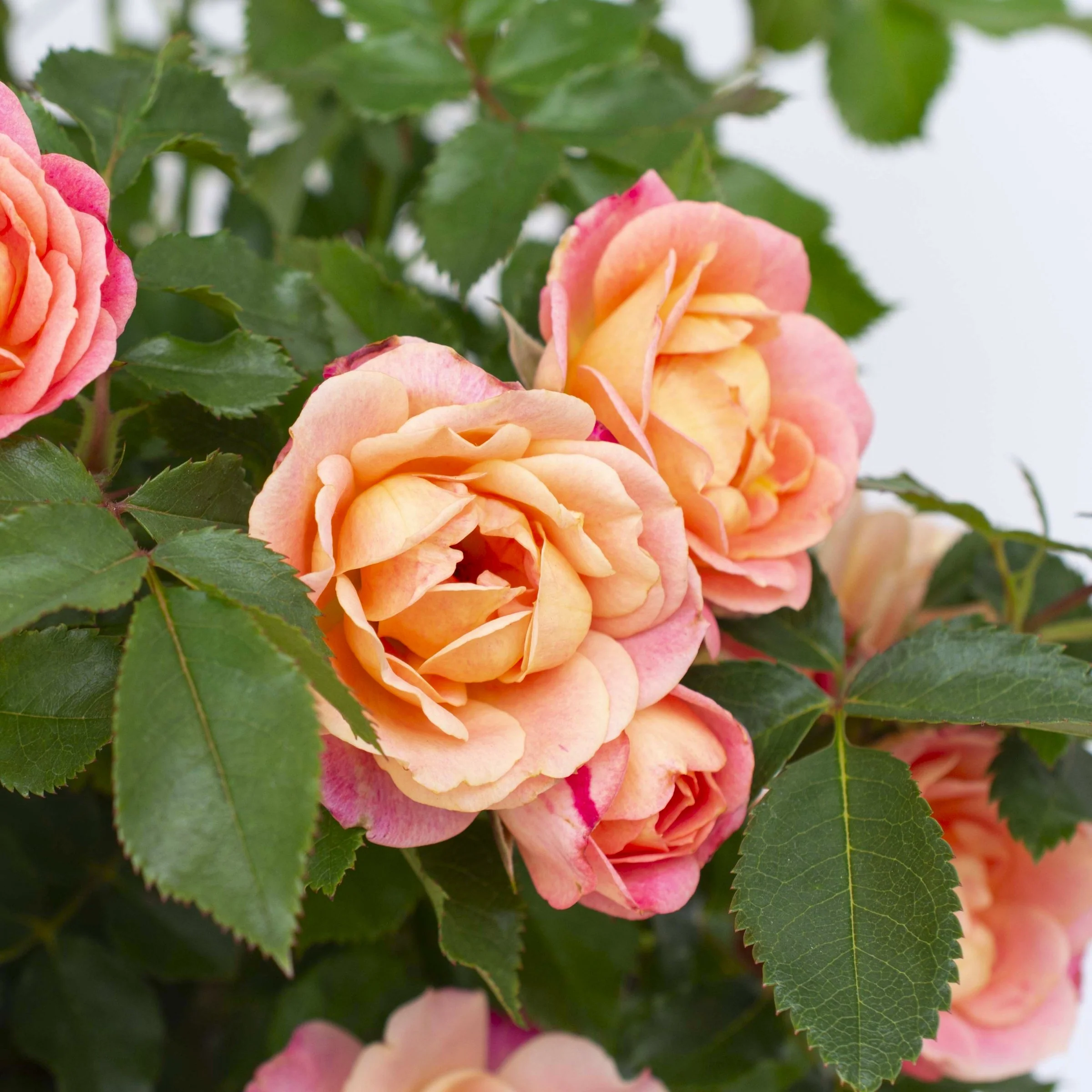 Rose Peach Sunblaze